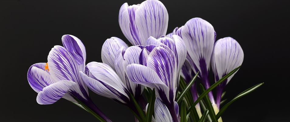 cremation services in Deland, FL